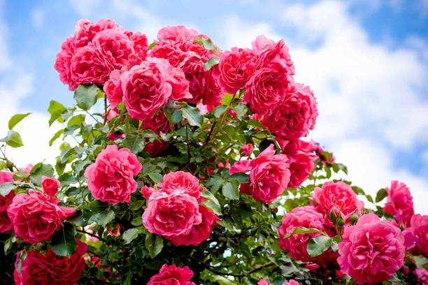 GREENSEE Rose Plant