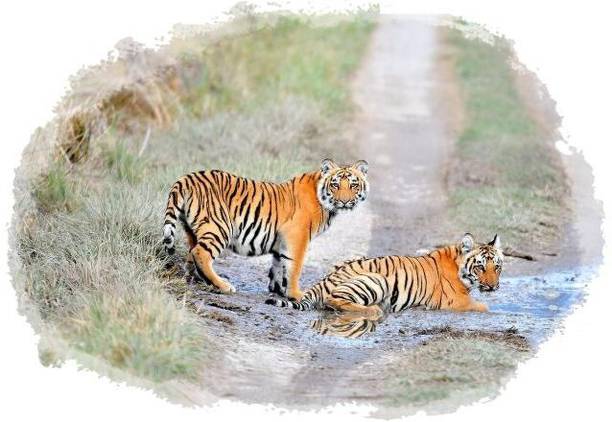 Jagvii 60 cm Amazing Tiger Wall Sticker for Kids Room. Self Adhesive Sticker