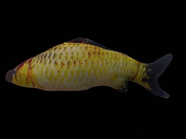 THE MODERN TREND Golden shiner Fish Soft Toys for Kids Playing Home decoration Birthday Gift  - 25 cm