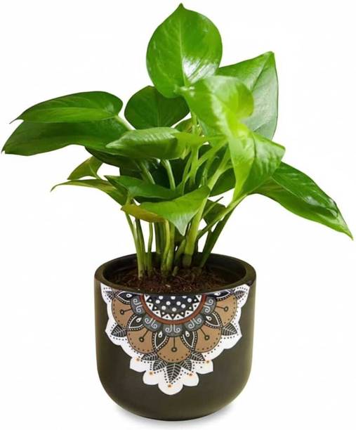 Terracotta Flower Pot 3042 Terracotta Vase