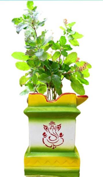 SBC Tulsi multi color Plant Container Set