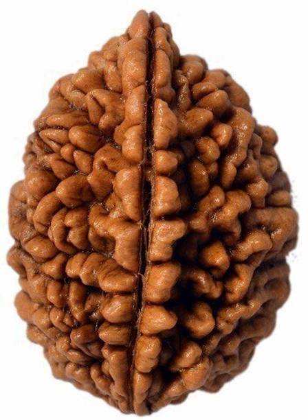 RUDRA UNIVERSE 2 mukhi Rudraksha OF Nepal Origin Wooden Yantra
