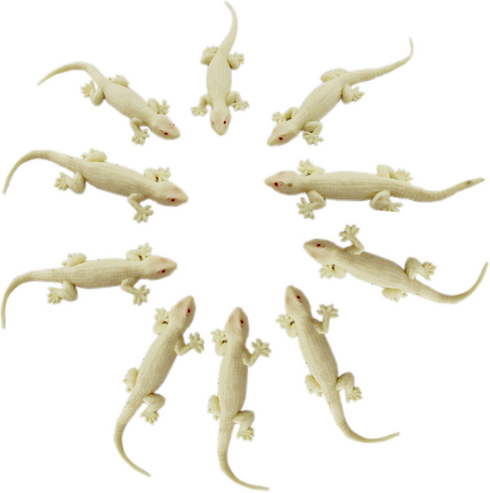 Shoppernation CFNS 03 Lizard Gag Toy Price in India Buy