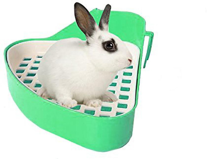 Kitty Litter How To Litter Train Your Guinea Pig Best (and Worst