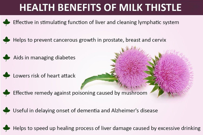 milk thistle benefits () milk thistle benefits