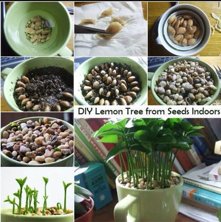 VibeX XII-316 Fruit Plant- Hybrid Kagzi Lemon Dwarf Variety Seed