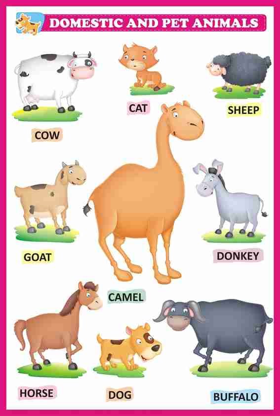pet animals chart images