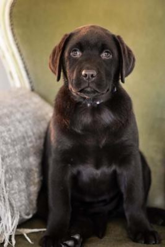 Labrador Indian Dog Breeds Buy The Labrador Retriever Puppy