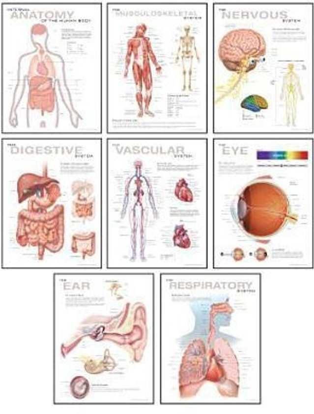 Poster Anatomique - Organes Internes Du Corps Humain (50,8 X 66 Cm)