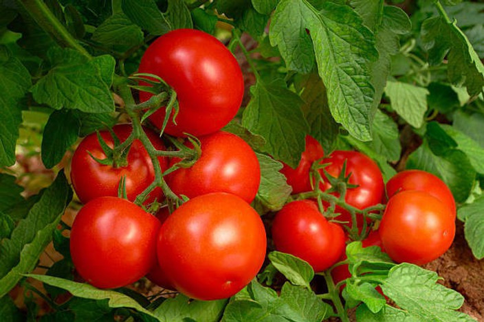 PEARL Tomato Seed Price in India - Buy PEARL Tomato Seed PEARL Tomato Seed Price in India - Buy PEARL Tomato Seed