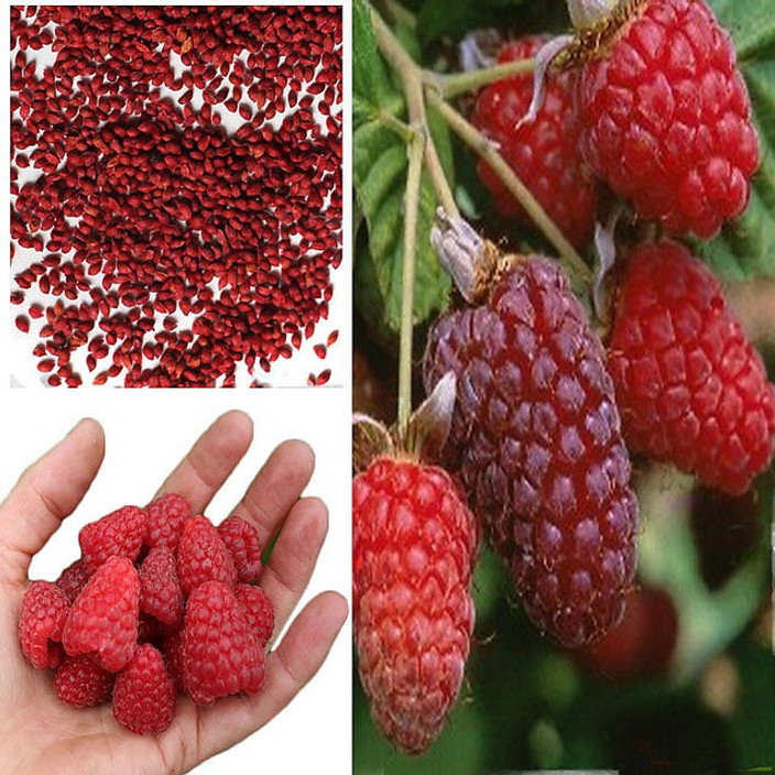 Pink Raspberry Seeds. Amazon Raspberry Seeds