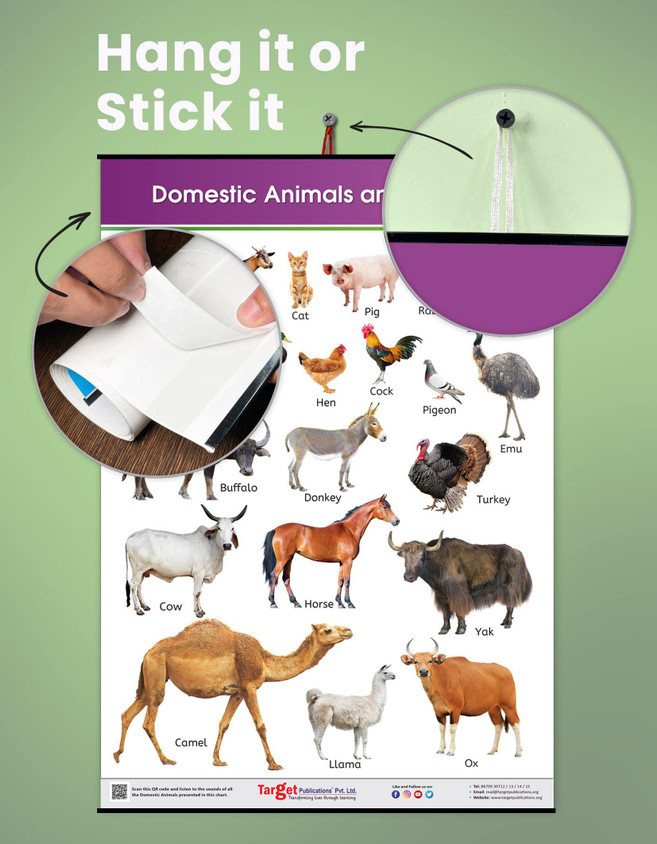 Jasart Kids Wall Chart Domestic Animals Animal