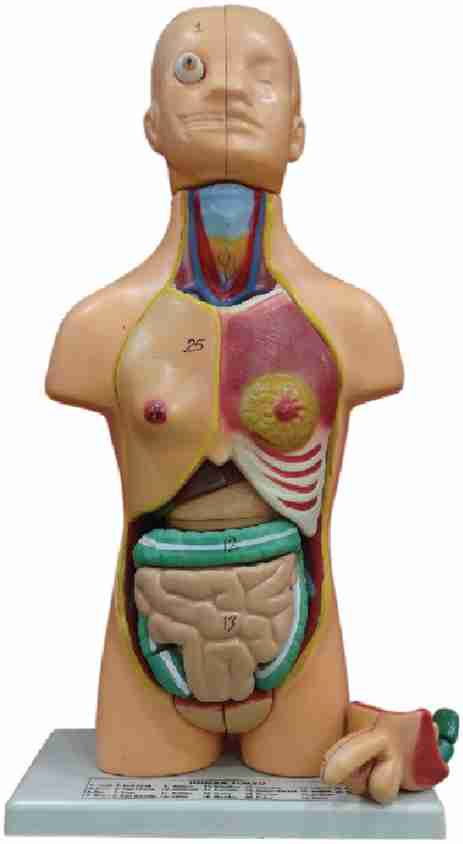 Zx Human Torso Small (23 parts) Anatomical Body Model Price