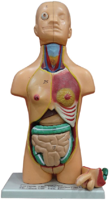 Zx Human Torso Small (23 parts) Anatomical Body Model Price