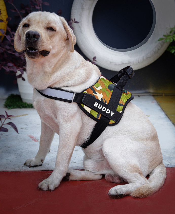 Body Belt Labrador Neck Belt ALCAZAR Service Dog Harness, Chest