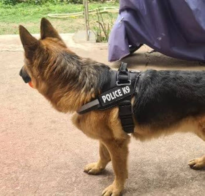 German Shepherd Puppy Small Police Dogs Gsd Puppies For Sale