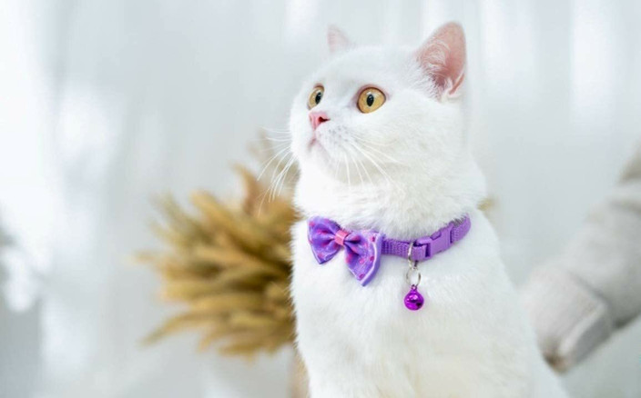 Flipkart Cat Collar Charm Buraq Escape Proof No Pull Cat Harness