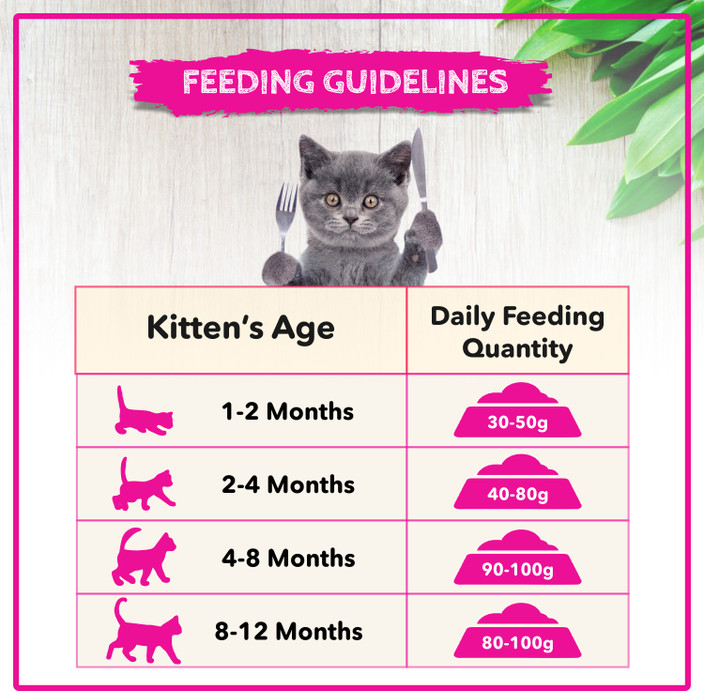 Month Old How Much Food Does A Kitten Need A Day Schedule How Much
