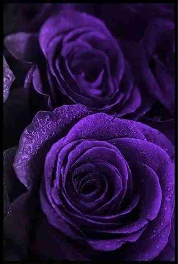 WILLVINE VXI-482 Purple Rose Flower Seeds Seed Price in India