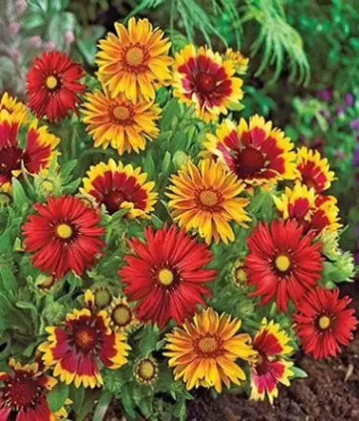 MAA Gaillardia, Pulchela Double Mix Seed Price in India Buy MAA