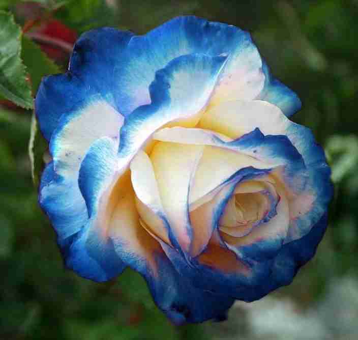 50-blue-yellow-rose-acms-