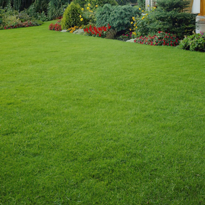 lawngrass