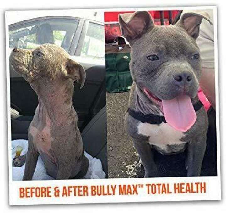 Bully max total health best sale