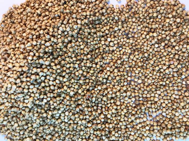 Budgies food in tamil outlet