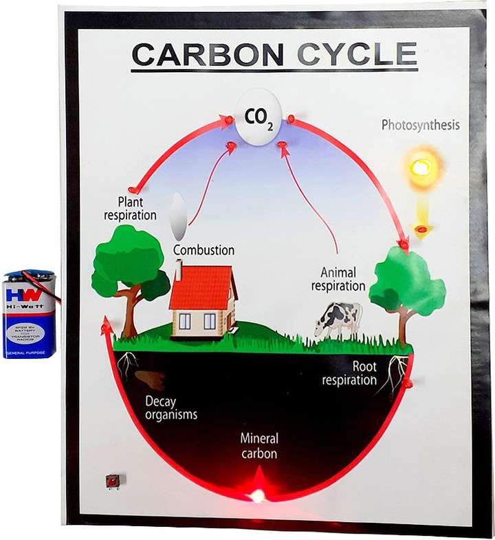 MELODY s Carbon Cycle Science Working Model Using Running LED Lights Price in India Buy MELODY s Carbon Cycle Science Working Model Using Running LED Lights online at Flipkart