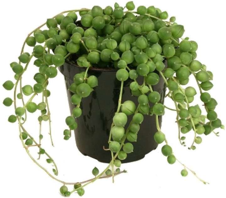 Devbooti String of Pearls Price in India Buy Devbooti String of Pearls online at Flipkart