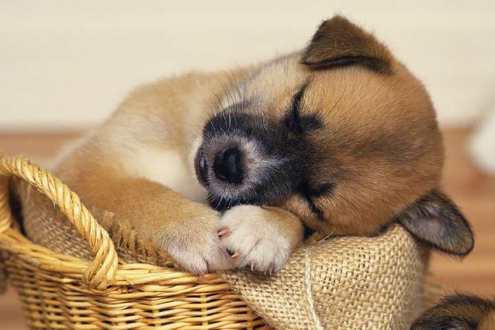 Dog sleeping basket clearance