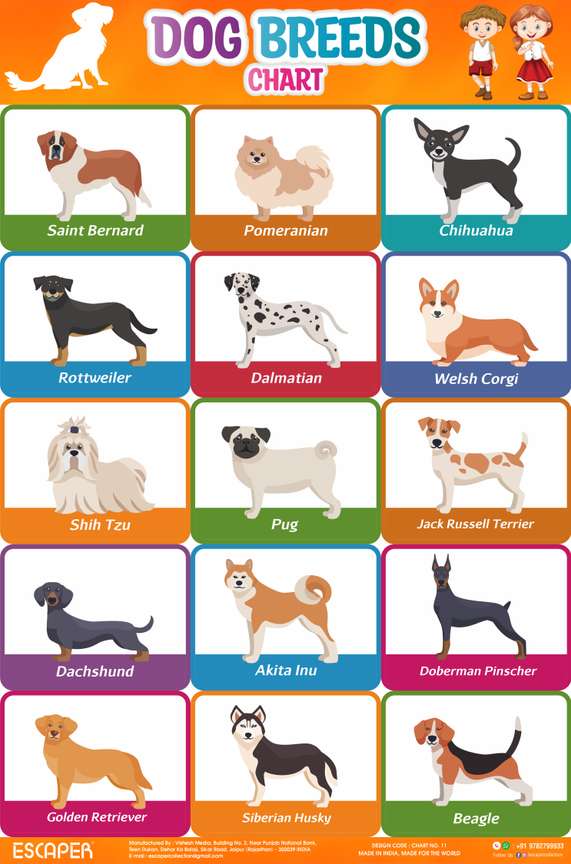 Dog Breed Chart for Kids learning 11.5 x 17.5 inches Photographic Paper Educational posters in India Buy art film design movie music nature and educational paintings wallpapers at Flipkart