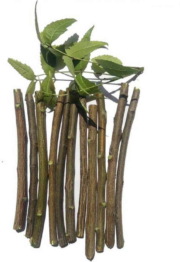 MOSSMOOR Natural Organic Neem Datun Nim Tree Twigs Chew Sticks for Brushing Teeth Medium Toothbrush Buy Baby Care Products in India Flipkart
