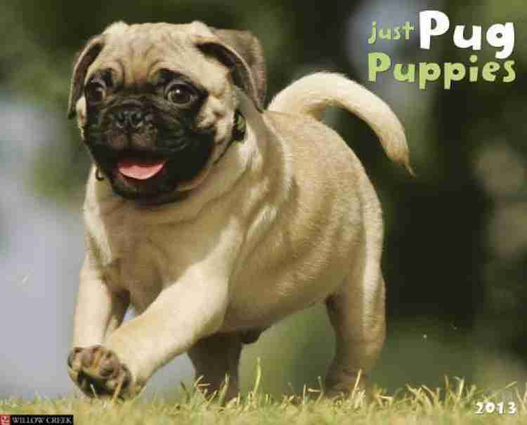 Dog price hot sale pug