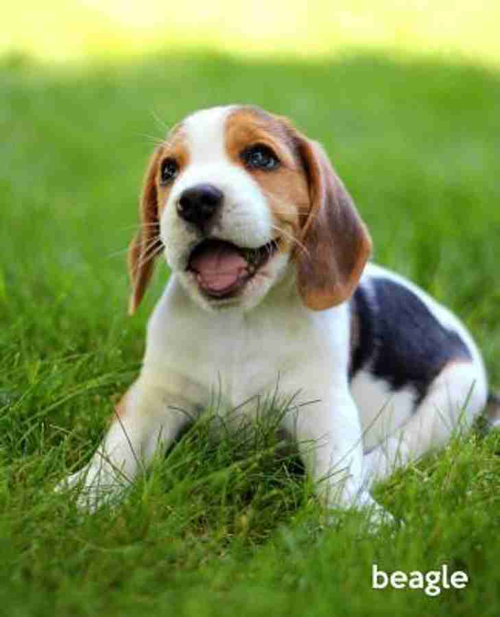 Buy beaglier hot sale