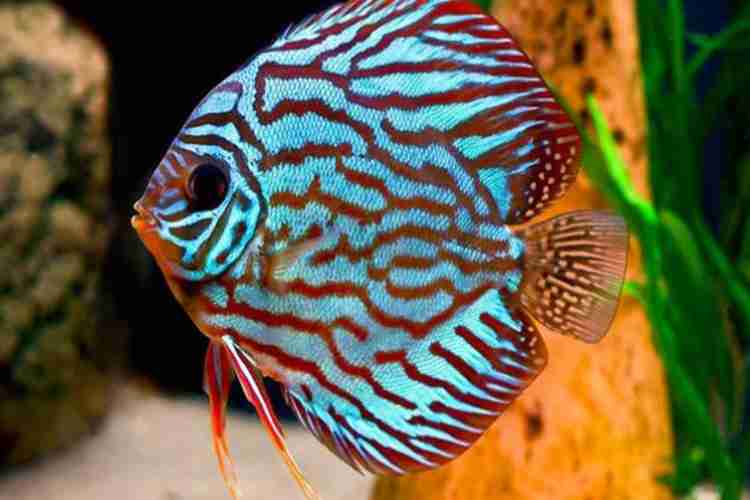 Discus fish on sale for sale
