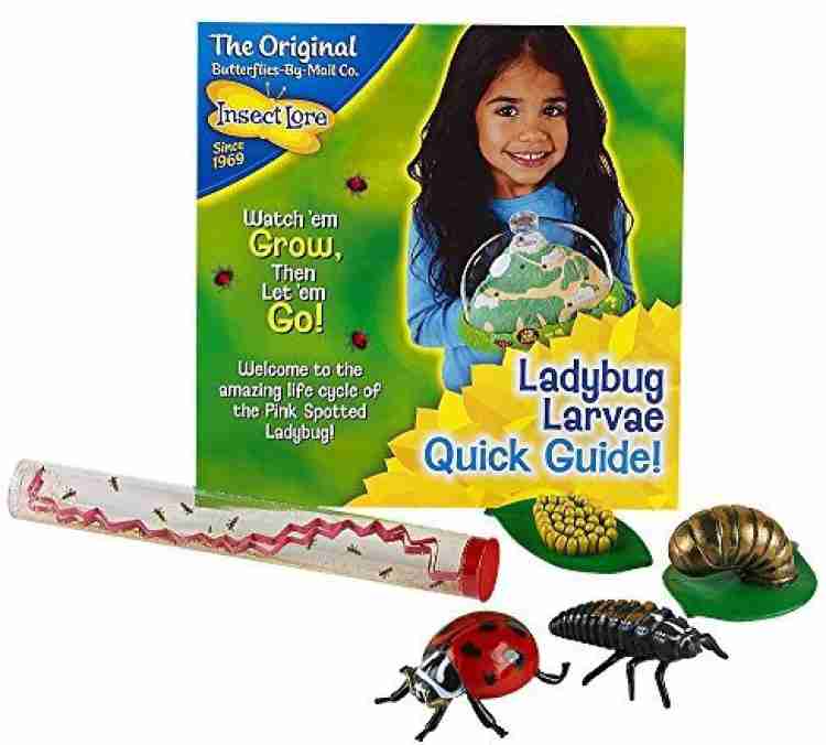 Insect Lore Live Baby Ladybug Larvae - Ladybug Growing Kit REFILL with  Ladybug Life Cycle Toy Figurines - SHIP NOW