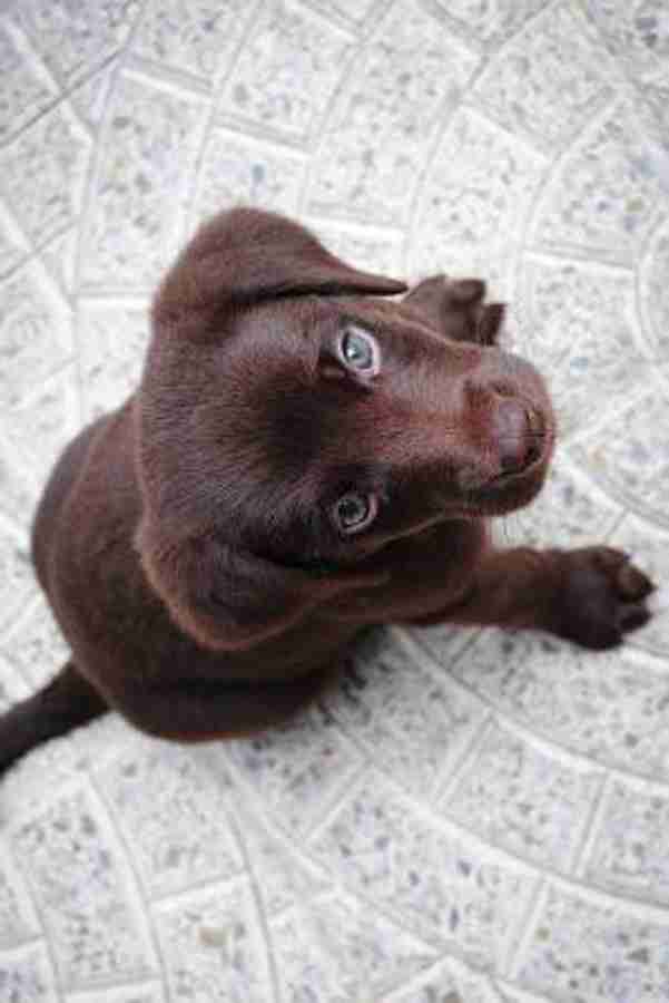 Dog for sale in flipkart shop