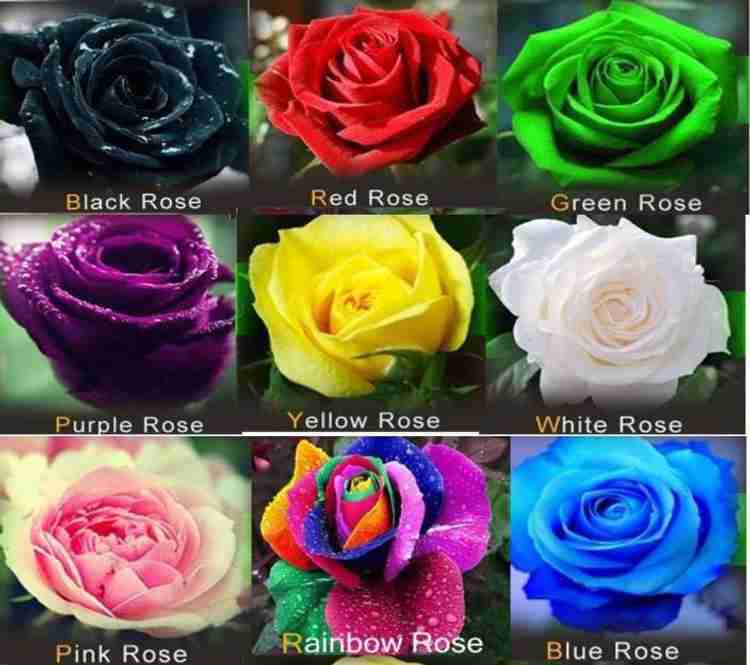 VS GLOBAL IMPORTED ROSE 9 DIFFERENT COLOURS each 10 pack 90