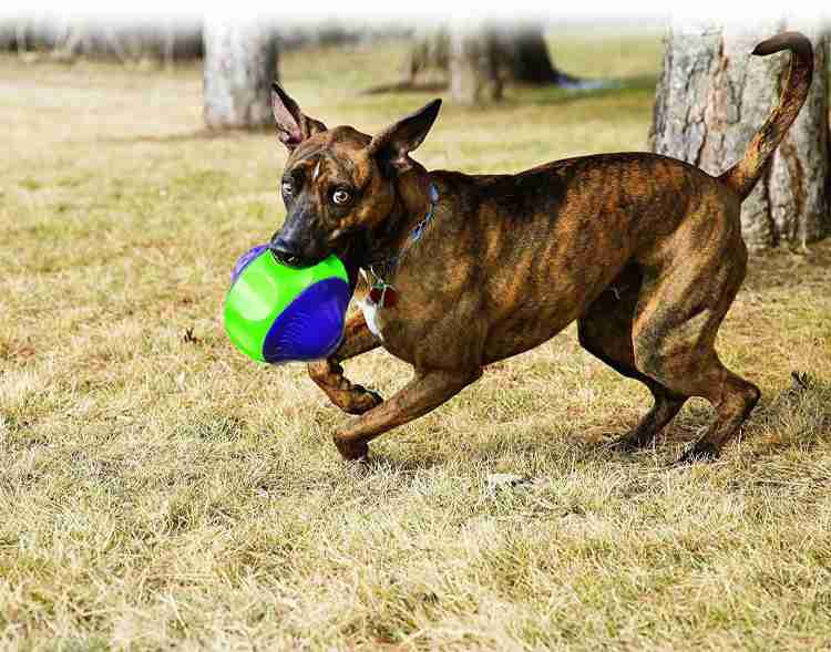 KONG Babbler Squeaky Rubber Dog Toy Small Rubber Squeaky Toy For Dog Price in India Buy KONG Babbler Squeaky Rubber Dog Toy Small Rubber Squeaky Toy For Dog online at Flipkart