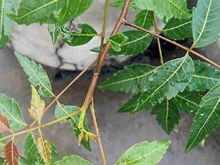 Buy neem clearance twigs online