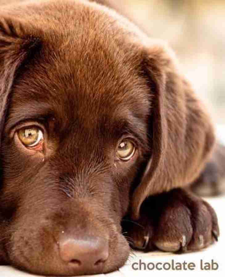 Chocolate lab price outlet