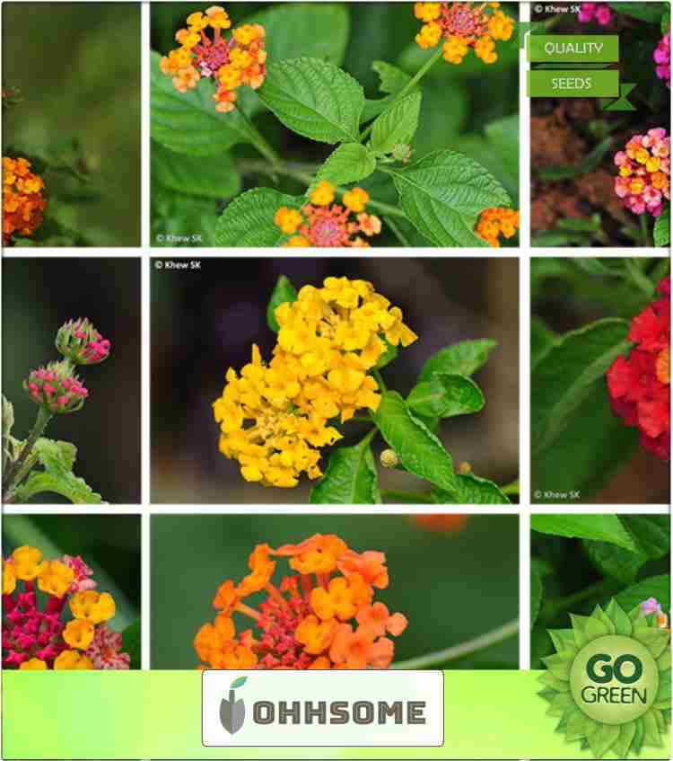 OhhSome English Flower Seeds Lantana Flower Seeds For Indoor Planting Seeds  Kitchen Garden Seeds Pack Seed Price in India - Buy OhhSome English Flower  Seeds Lantana Flower Seeds For Indoor Planting Seeds