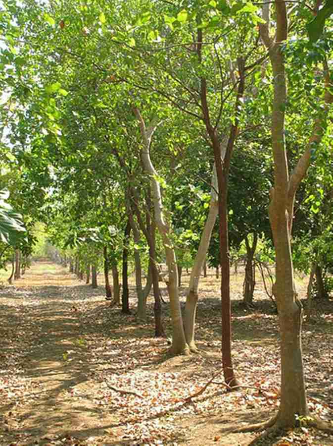 Chandan tree hot sale price per kg