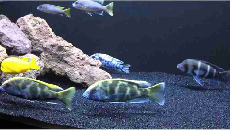 Sky Black Gravel Sand For Aquarium Decoration 3 Kg Sand Planted