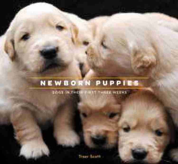 Low discount price puppies