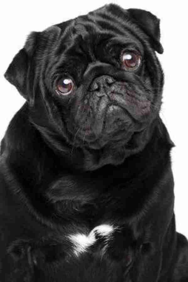 Buy black pug hotsell