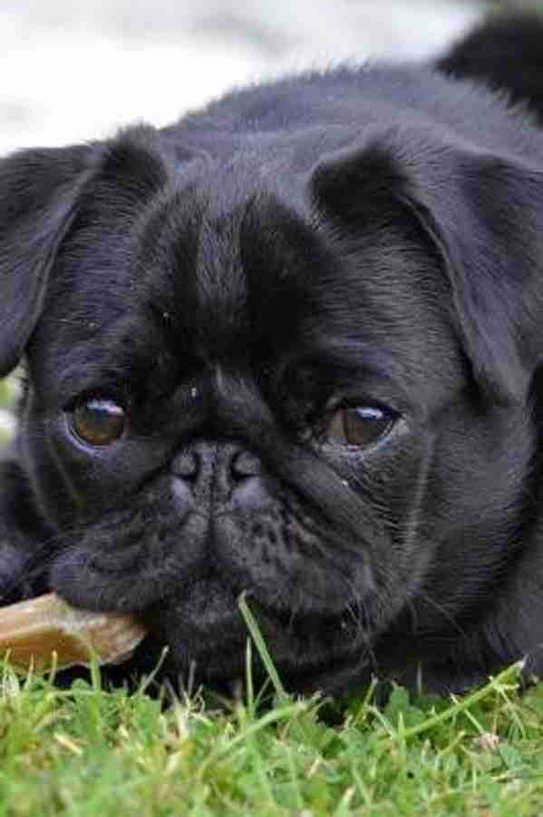 Too Adorable Little Black Pug Puppy Dog Pet Journal Buy Too Adorable Little Black Pug Puppy Dog Pet Journal by Creation Cs at Low Price in India Flipkart