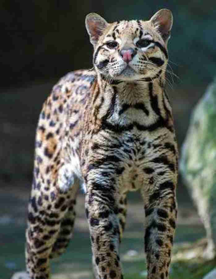 Ocelot price hotsell