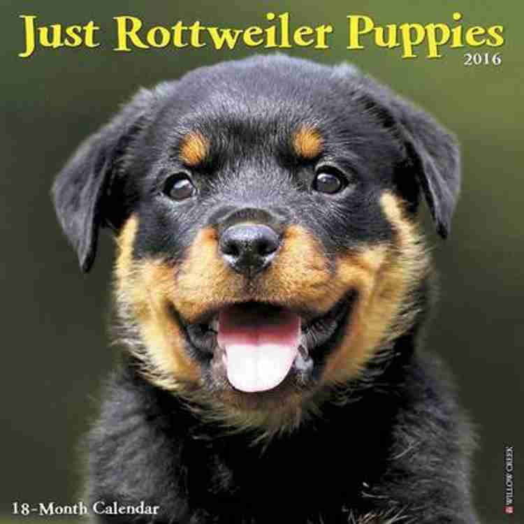Rottweiler Puppies Buy Rottweiler Puppies by unknown at Low